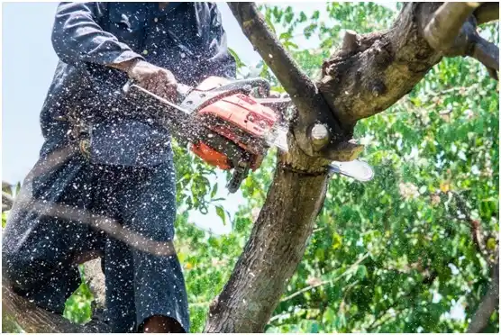 tree services Camuy